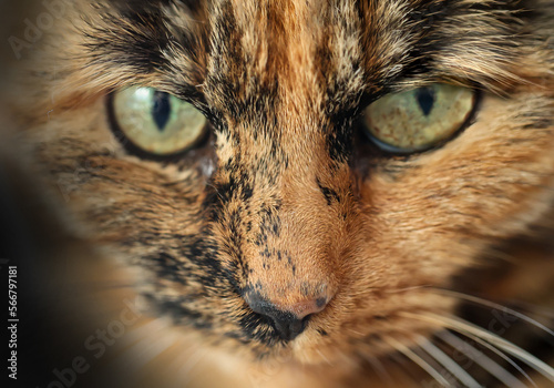 Portrait eines Stubentigers, einer Katze mit rotbraunen Fell. 