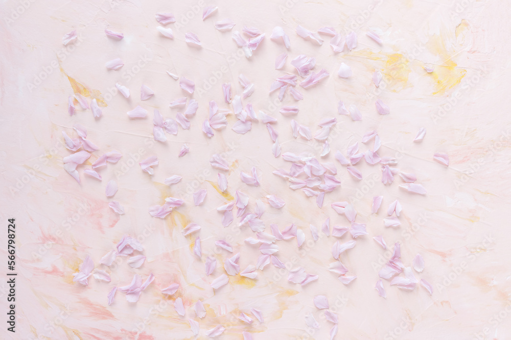 Fresh cherry blossom petals on pastel pink background