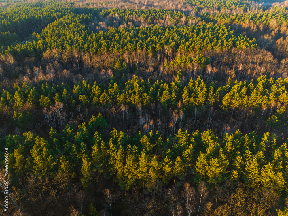 Aerial view of the forest. The concept of spending time in the forest, oxygen production by a large amount of forest, rest and tree landscape.