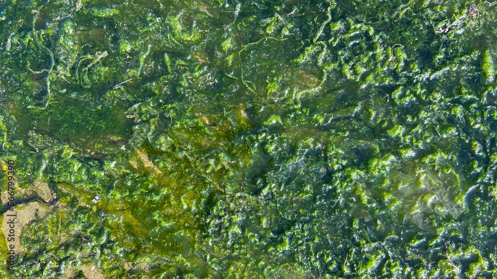 seaweed green, Asian cuisine, iodine and minerals seaweed green, Asian cuisine, iodine and minerals