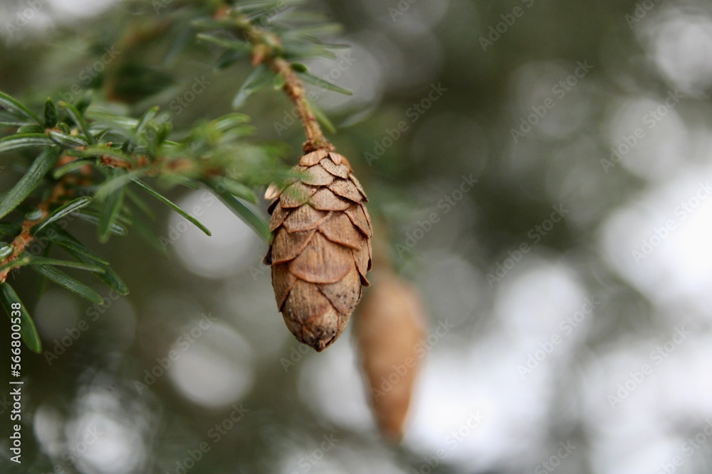 Pine cones on a branch 