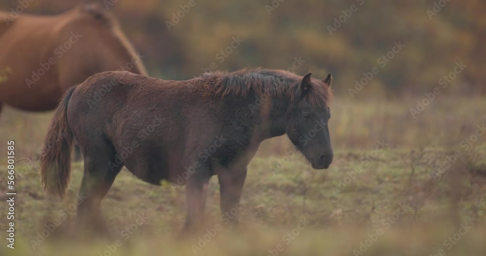 Hucul ponies also known as Carpathian horses grazing in a green meadow in Hungary Hucul ponies also known as Carpathian horses grazing in a green meadow in Hungary