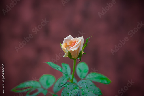 Pink Rose Flower on Megenta Background