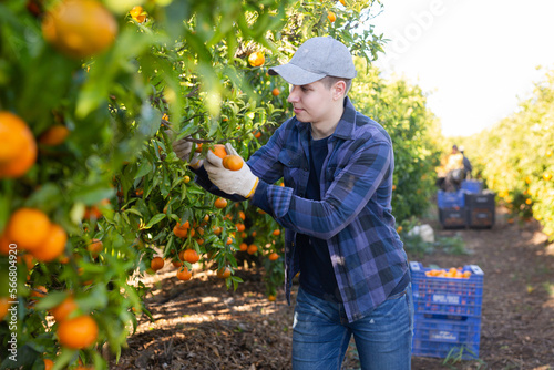 Concentrated European young male picking ripe organic mandarins in plastic container box in orchard or on farm