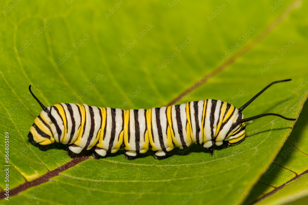 Monarch Caterpillar - Danaus plexippus