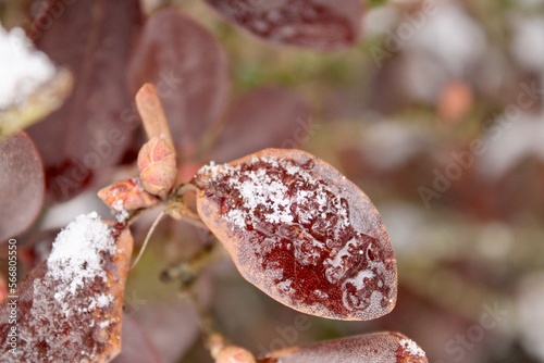 close up of a branch of a plant with snow 