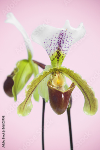 Close-up of two Paphiopedilum leeanum  flowers against the pink background  photo