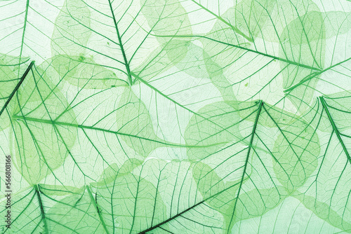 Green textured leaves
