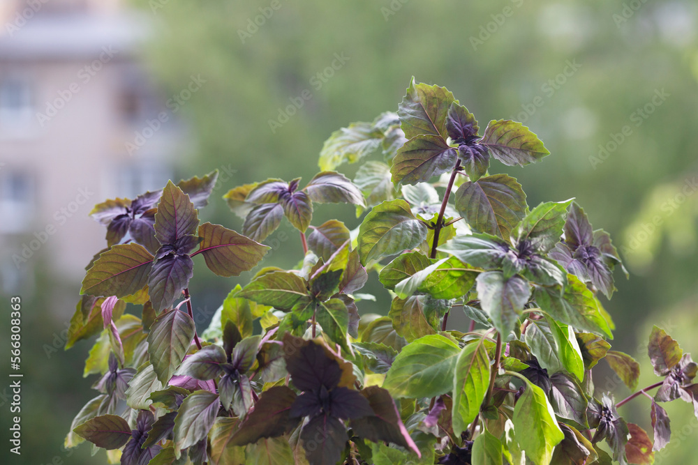 Obraz premium Purple basil on the windowsill on a blurry green background, home garden