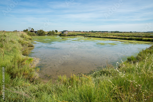 Fototapeta Naklejka Na Ścianę i Meble -  Intertidal saltmarsh with shallow water pond on the coast of the Seudre estuary, Charente Maritime, France