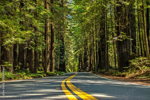 The Avenue of the Giants & Soaring Redwoods Lining Highway