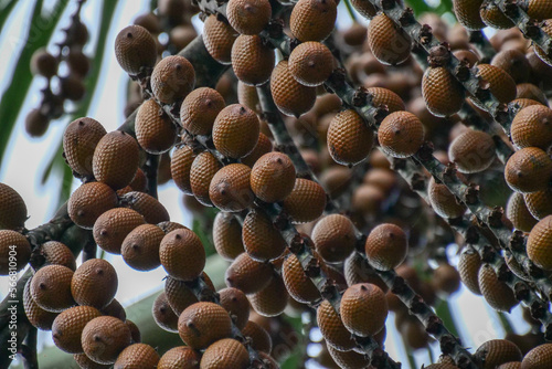 Brown Buriti fruit hanging from Mauritia flexuosa, known as the moriche palm, ité palm, ita, buriti, muriti, miriti, canangucho, acho, or aguaje, is a palm tree. photo