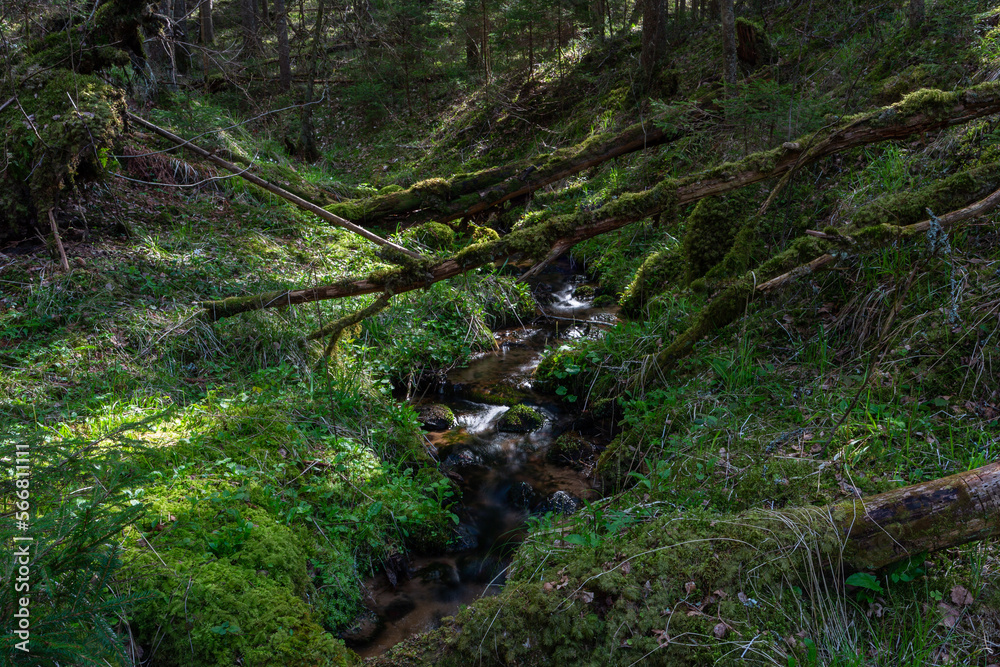 A small forest stream with sandstone outcrops