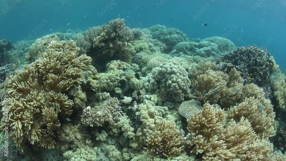 A shallow and healthy coral reef full of fish thrives in the Solomon Islands. This remote Melanesian region harbors spectacular marine biodiversity. A shallow and healthy coral reef full of fish thrives in the Solomon Islands. This remote Melanesian region harbors spectacular marine biodiversity.