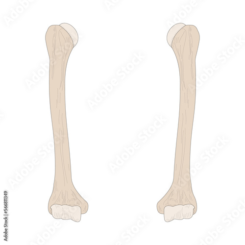Right Humerus and Left Humerus. Anterior (ventral) view.