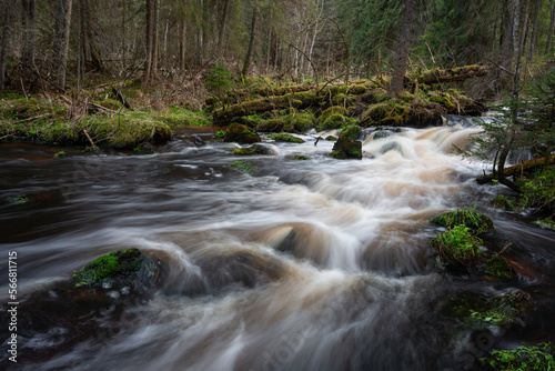 Fototapeta Naklejka Na Ścianę i Meble -  A small forest stream with sandstone outcrops, ligatne