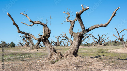Poda severa de olivos en un campo de Andaluc  a en invierno