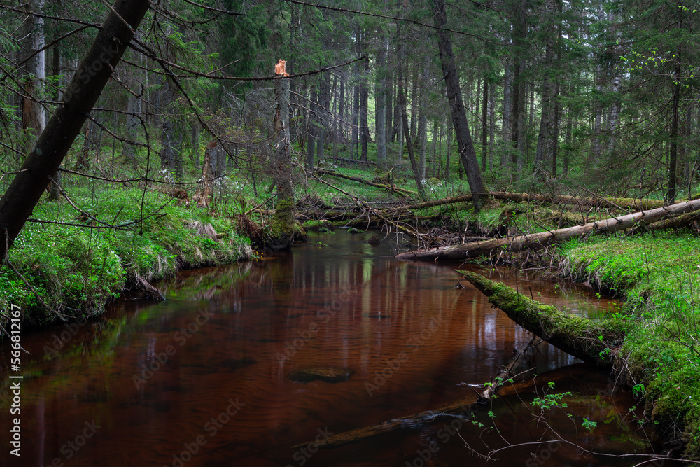 A small forest stream with sandstone outcrops, ligatne A small forest stream with sandstone outcrops, ligatne