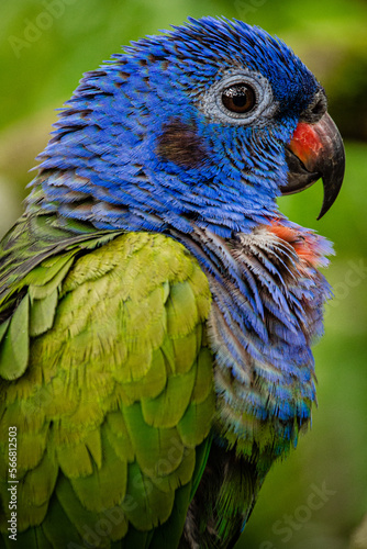 Pionus menstruus