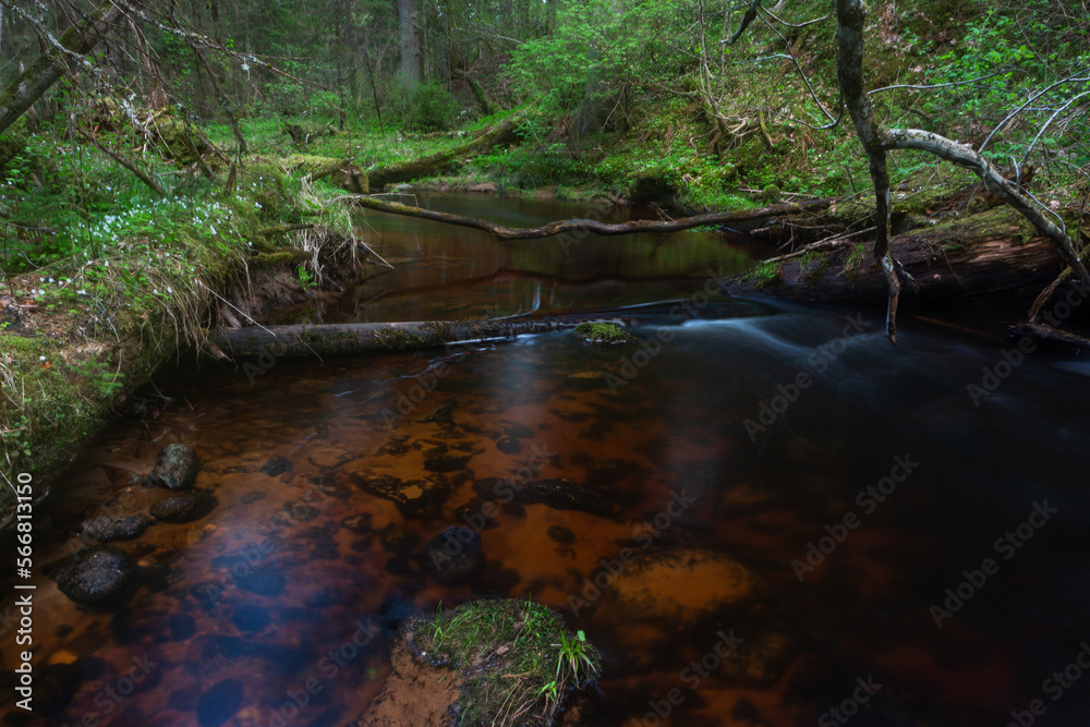 A small forest stream with sandstone outcrops, ligatne A small forest stream with sandstone outcrops, ligatne