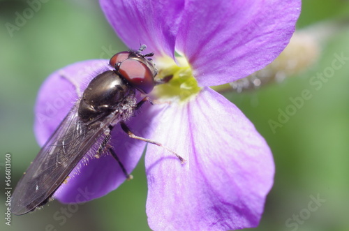 fly on purple flower close up