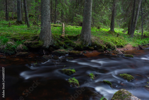 A small forest river flowing through a spruce forest