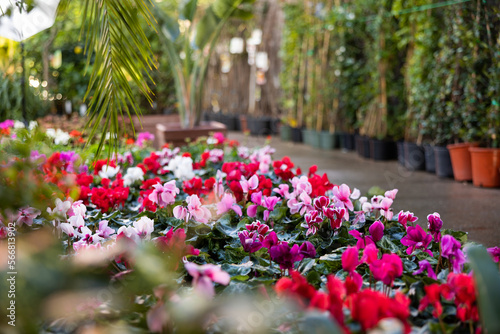 Fototapeta Naklejka Na Ścianę i Meble -  Plantation of Cyclamen persicum bushes blooming with pink, magenta and carmine flowers grown in pots for sale in hothouse. Popular ornamental plant for home decor