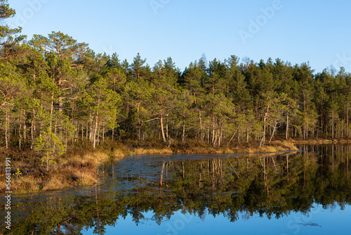early morning on a swamp lake