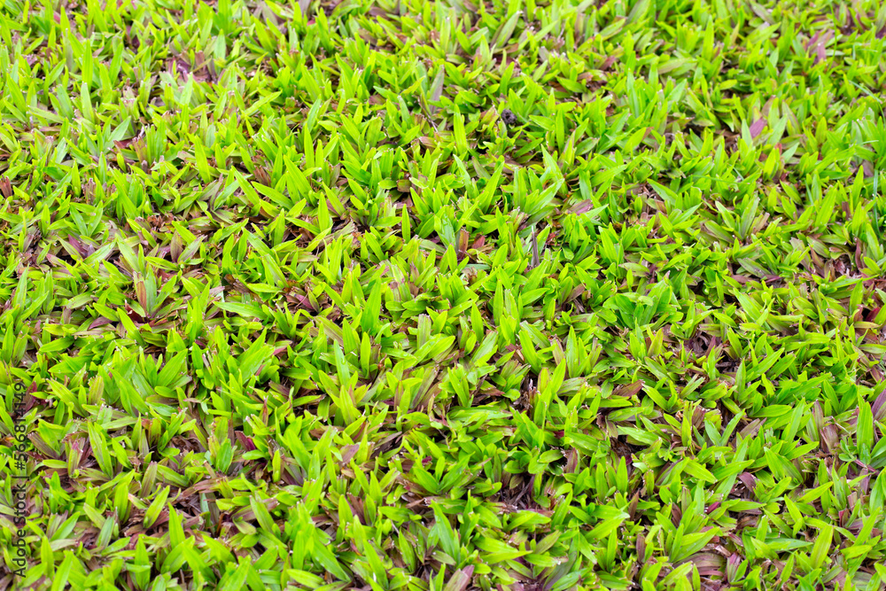 Fresh lawn grass. Beautiful green garden Fresh lawn grass. Beautiful green garden