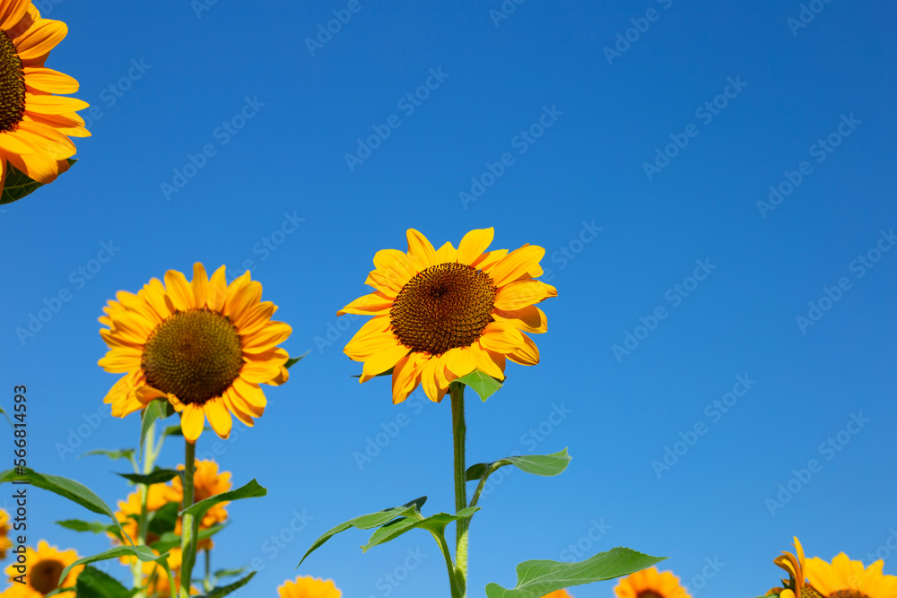 Sunflower field with blue sky. Beautiful summer landscape.