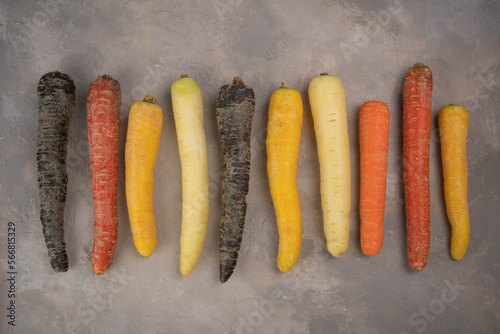 Colorful Rainbow carrot on gray background. Gradient of color carrots from yellow to purple, Yellow, orange and purple carrot.