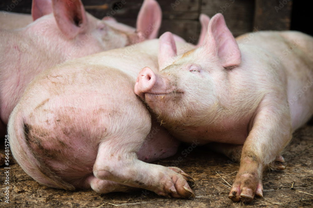 Pigs on the animal farm, agriculture and ecology Pigs on the animal farm, agriculture and ecology
