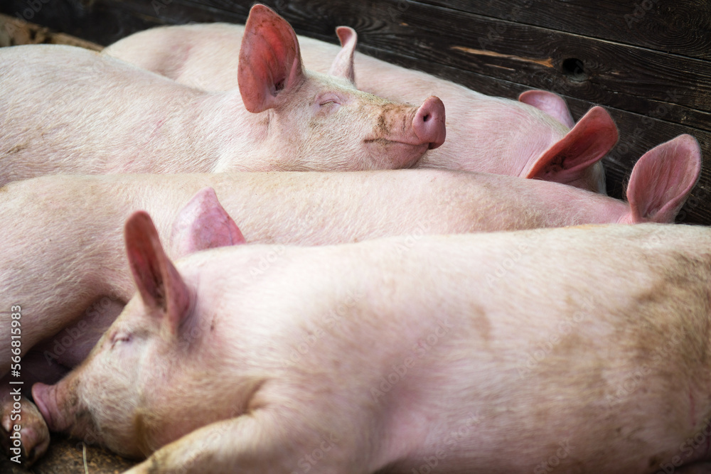 Pigs on the animal farm, agriculture and ecology Pigs on the animal farm, agriculture and ecology