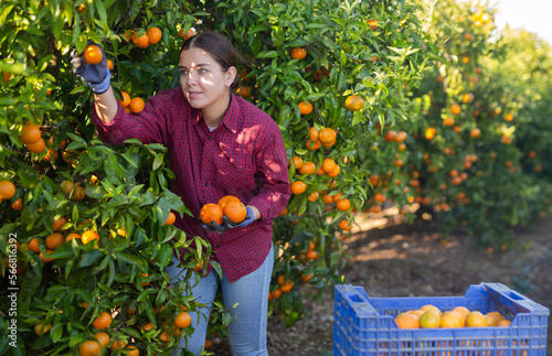 Confident farmer girl plucks ripe tangerines from a tree, working in a fruit nursery photo