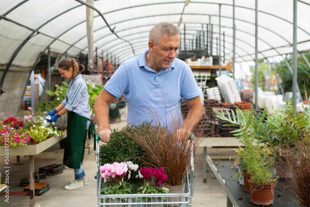 Obraz premium Mature man pushing cart with various potted flowers at the flower market