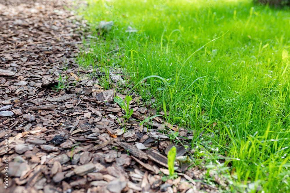 Mulching. Dry bark and lush green grass on the lawn of the public park Mulching. Dry bark and lush green grass on the lawn of the public park