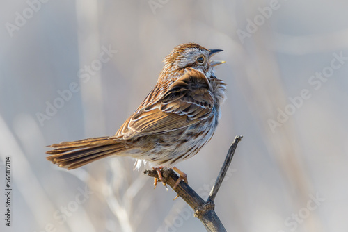 Song Sparrow singing while perched on a branch photo