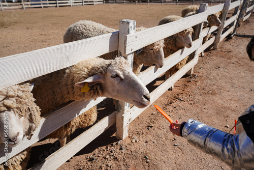 Sheep eating carrots in the pasture