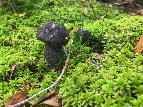 Mushroom in the forest, in the grass. Natural background. Healthy vegetarian food. Mushroom picking season. Delicious, natural food.
