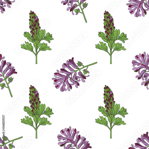 vector graphic seamless pattern with fumaria officinalis