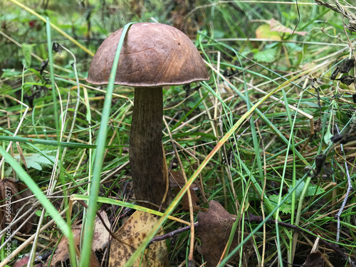 Mushroom in the forest, in the grass. Natural background. Healthy vegetarian food. Mushroom picking season. Delicious, natural food.