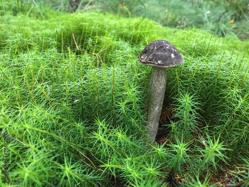 Mushroom in the forest, in the grass. Natural background. Healthy vegetarian food. Mushroom picking season. Delicious, natural food.