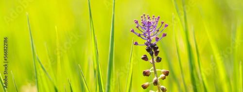 astract spring background with grass and a purple flower