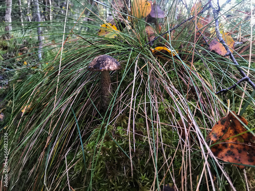 Mushroom in the forest, in the grass. Natural background. Healthy vegetarian food. Mushroom picking season. Delicious, natural food.