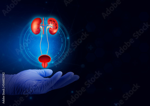 Nephrology, medical care for kidney problems. Kidneys, bladder and prostate, kidney pain, kidney cysts, kidney failure, cancer. Donate. Hand of healthcare personnel on technological digital background