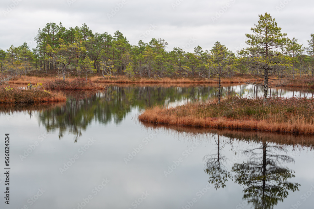 autumn landscapes of swamp lakes
