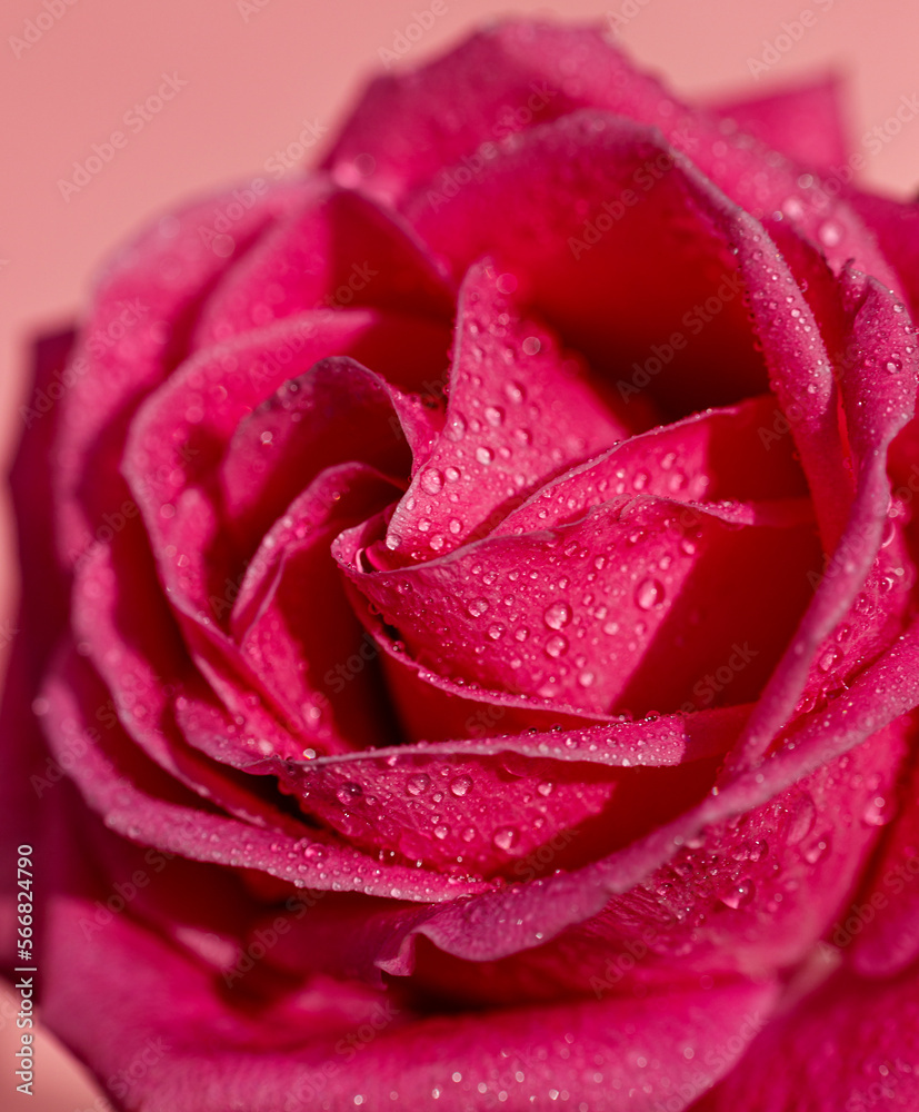 pink rose with water drops with sunlight