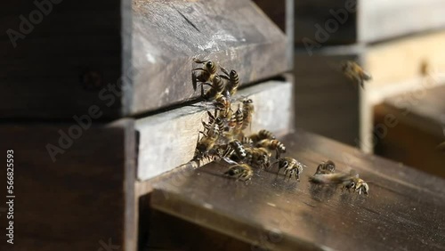 wildlife, insects, bees and flowers, bees starting from their beehive to collect honey