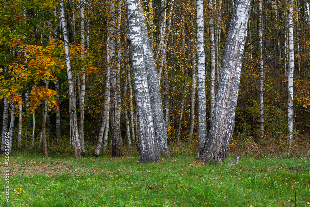 Obraz premium Forest in Autumn With Yellow Leaves