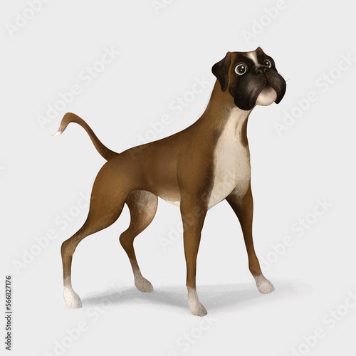 Boxer Peeking Dogs. Boxer dog breed. Color image of a dogs isolated on a white background. Hand drawn dog breed sketch.